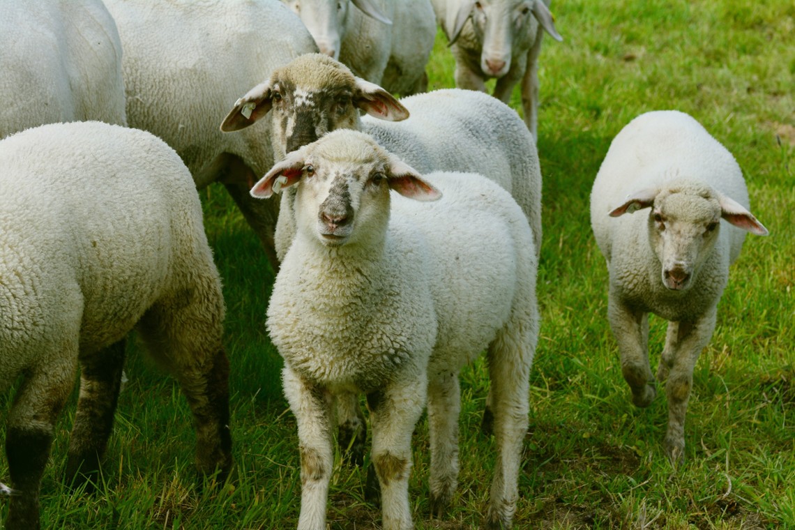 Sheeps and active matter - CY's LPTM Laboratory witnesses collective intelligence in flocks of sheep